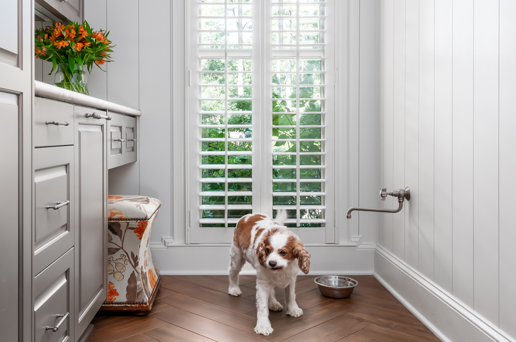 a brown and white dog standing in a kitchen next to a window
